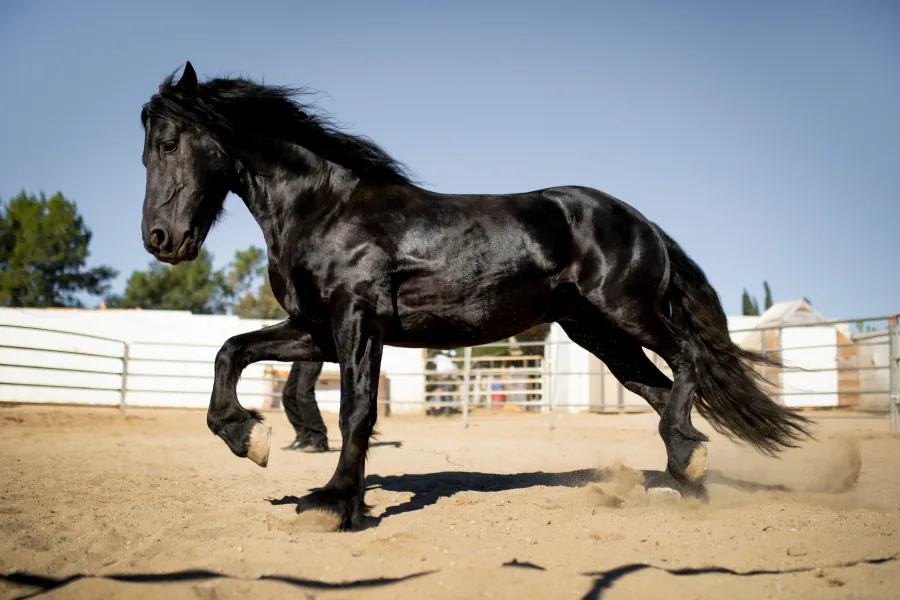 Laith Stables